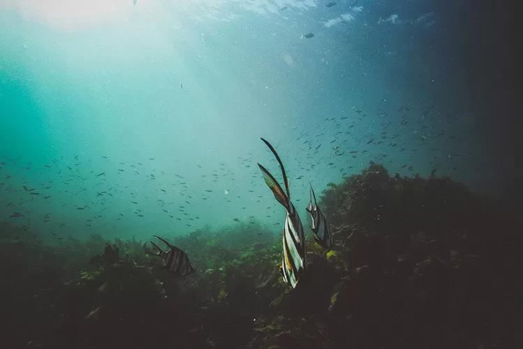 Scientific Study of Organisms in The Ocean